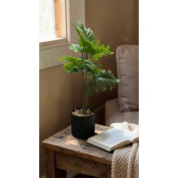 Палма малка