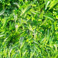 Декоративен зелен панел 60х40 см – Тропически микс с папрат